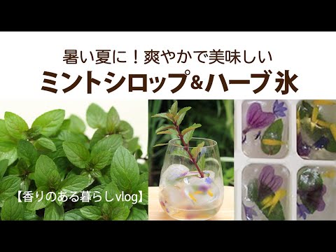 ミント 植物