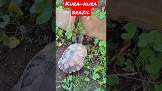 Download lagu reaksi kura-kura brazil takut dengar suara ini 😆#shortvideo mp3