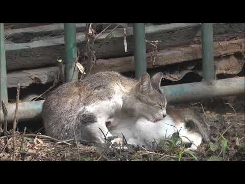 Mother Cat Looking For her Kittens | Mother Cat Feeding and Grooming its kitten