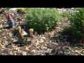 Video: Zombie Garden Gnome