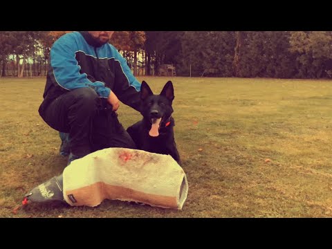 Sirius Ad-Gür - protection 11/2019