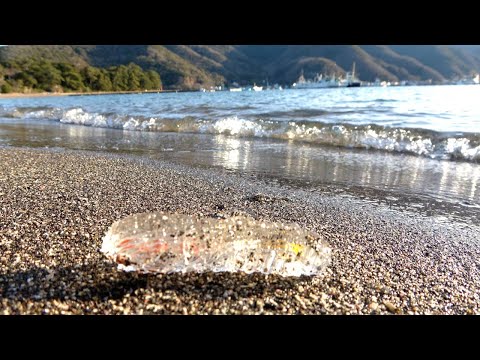海岸にヤバいのが流れ着いてた。