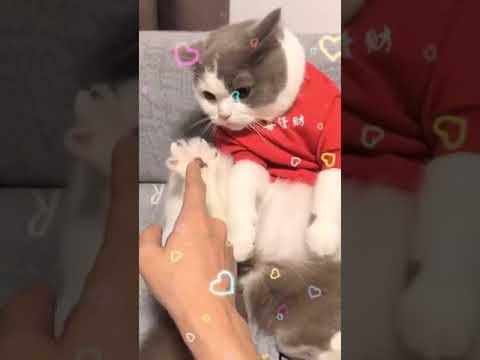 funny cat videos #cats #shorts #catslover (1)