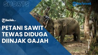 Pemilik Kebun Sawit di Riau Ditemukan Tewas, Diduga Diinjak Gajah