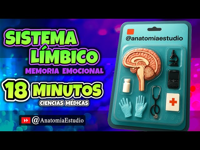 Vídeo relacionado con Bananaww Modelo Anatómico de Cerebro Humano 2 Partes Tamaño Real, Modelo Cerebral Codificado por Color con Base, Modelo Anatómico para Enseñanza Médica y Neurociencia