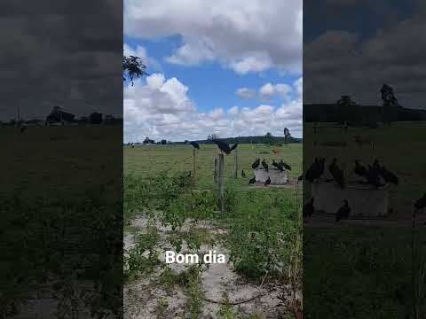 roça boa Teixeira de Freitas Bahia #nordestelindo