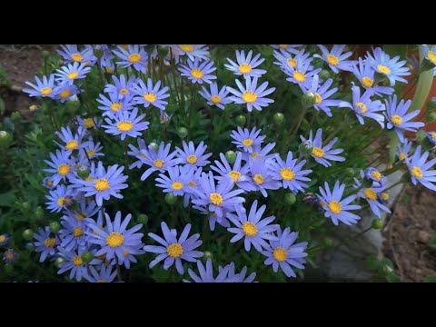 , title : 'Mavi Papatya(Felicia Amelloides) Bahçemin Huzur Kaynağı'