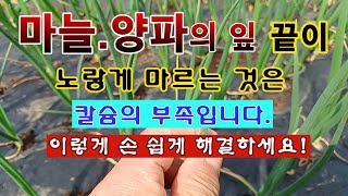 [텃밭농부 1,803]  마늘과 양파잎의 끝이 마르는 것은 칼슘부족이다. 손쉬운 해결 방법! #마늘재배 #양…