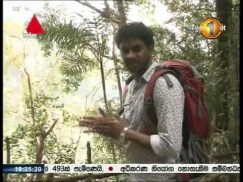 මෙවර කොඩුකාර වන්දනාව තුළින් ලිහිණි හෙළ පිළිබඳව අපුරු කතාව