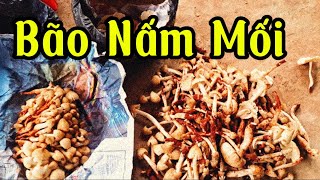 Bão Nấm Mối Ngày 7/7/2024 Tại Xuyên Mộc BRVT #nammoi