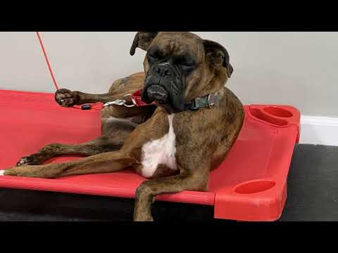 Video thumbnail: Top-Rated Dog & Puppy Training in Westchester