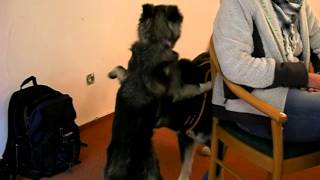 preview picture of video 'Lola & Gizmo beim Körperspracheseminar'