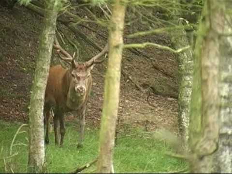 Edelhertenbronst 1. Veluwe