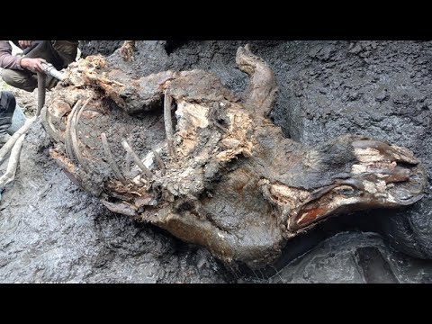 ロシアの永久凍土で発見された保存状態の良いウーリーサイ (Well-preserved woolly rhino found in Russia's permafrost)
