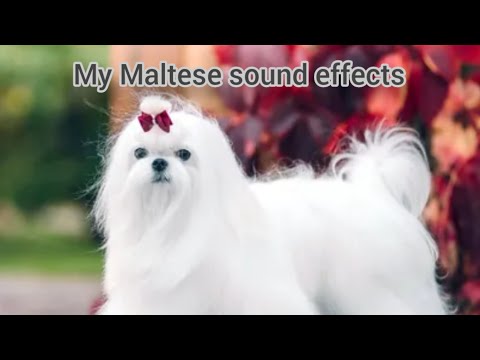 My Maltese dog sound effects