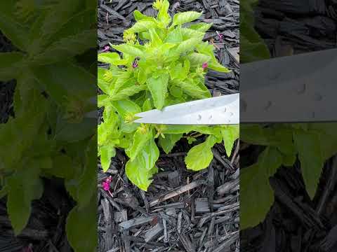 How to get more flowers from your lantana plant by deadheading. #lantana #garden #flower #flowers