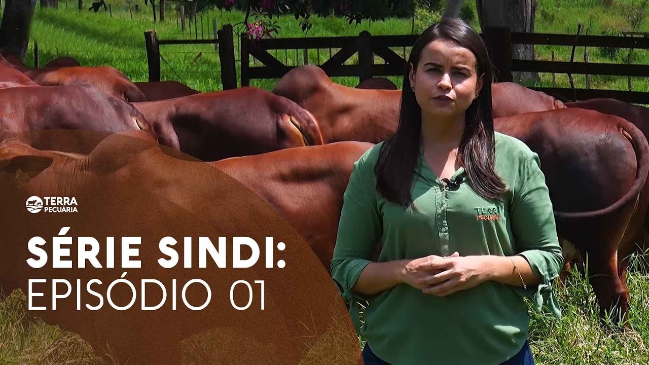 TERRA PECUÁRIA - SÉRIE SINDI: UMA RAÇA INÚMERAS APTIDÕES (EPISÓDIO 01)