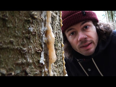 Collecting spruce resin, smoking it and making pitch ointment