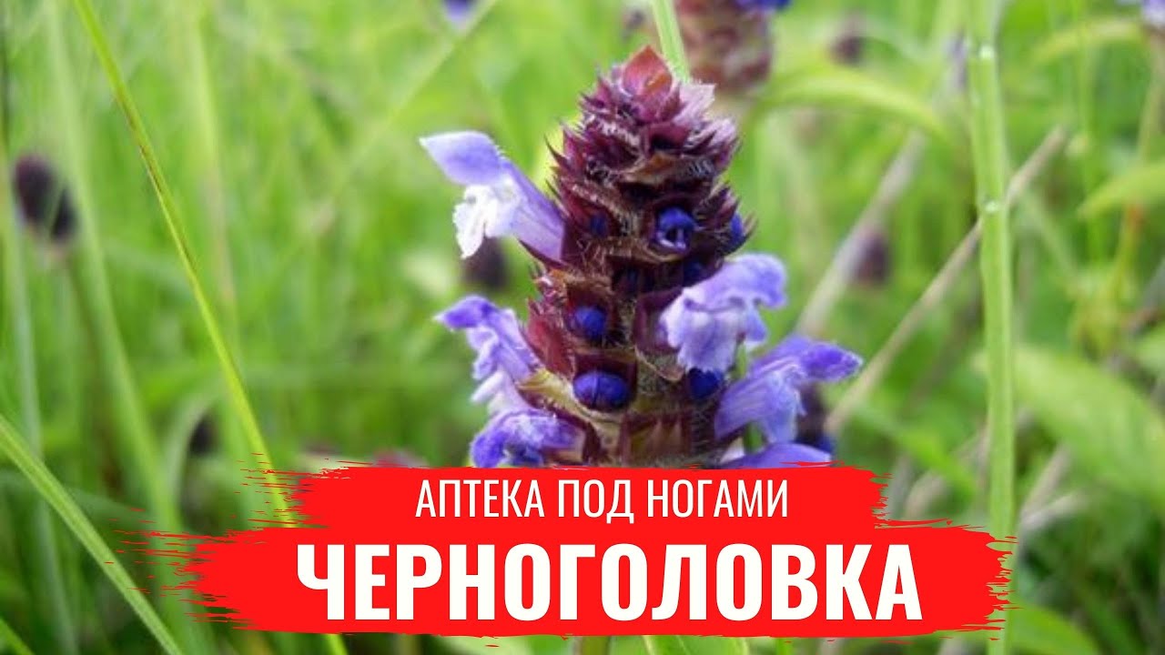 ЧЕРНОГОЛОВКА / Лечебные св-ва / Настои / Заготовка Черноголовки / Аптека под ногами