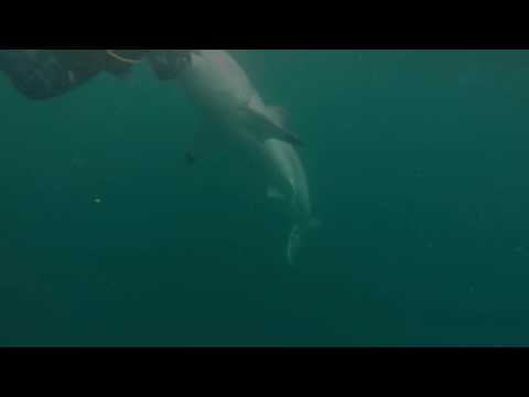 Great White Shark Warns Irresponsible Scuba Diver