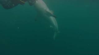 Great White Shark Warns Irresponsible Scuba Diver