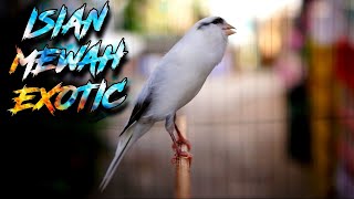 Download lagu MASTERAN KENARI PANDA ISIAN BLACKTHROAT EXOTIC BUAT PANCINGAN KENARI PAUD BIAR CEPET BUNYI CENGKOK mp3