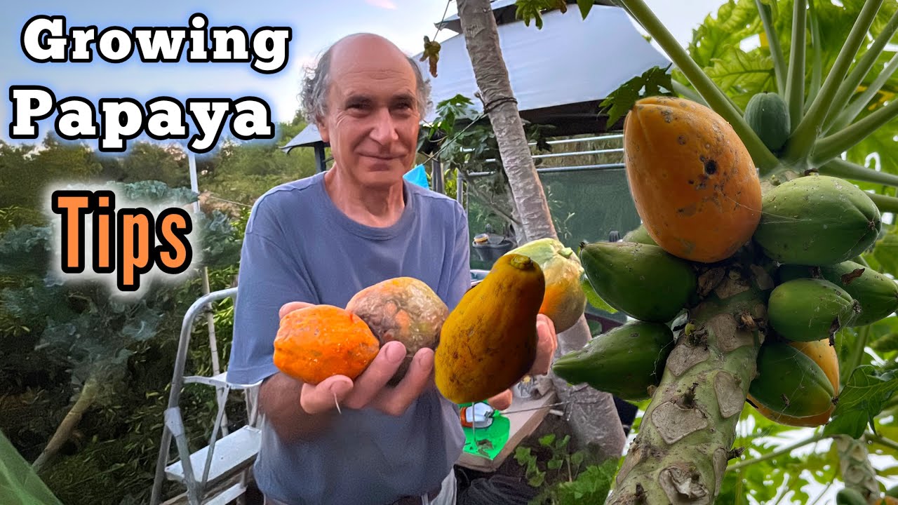 How to Grow Papaya Tree from Store Bought Fruit TIPS on Growing Seeds for Success & Mini Green House