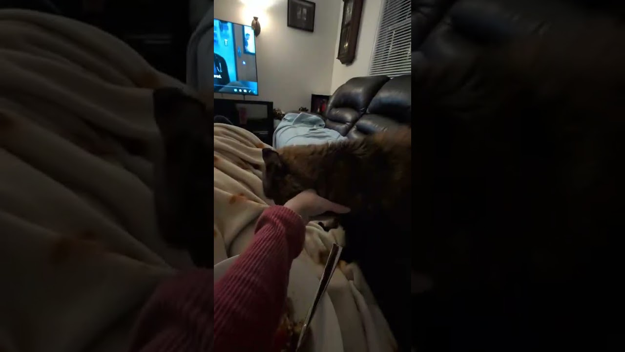 Enlarge Harriet, a Adoptable Domestic Short Hair in Spencerville, ON video 4/4