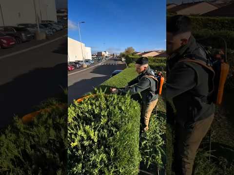 Wild trees are being transformed into art!🌳✨