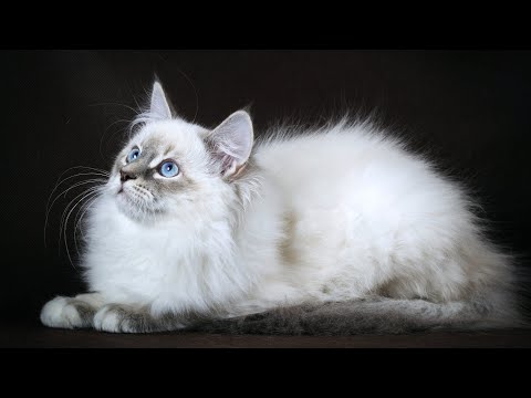 Ежедневная причёска котика Марсика / Удивительное, смешное видео! / Amazing cat!