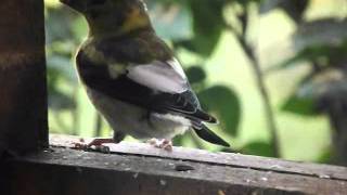 Bienvenue dans mon village avec les oiseaux