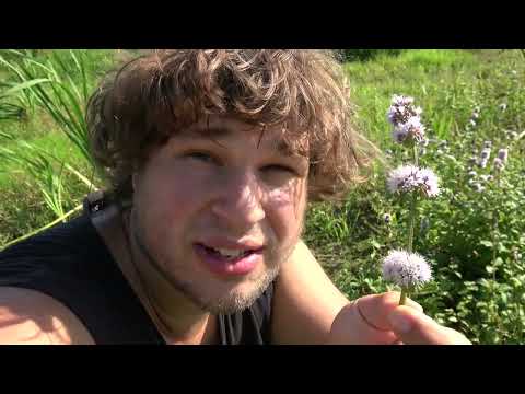 MINT has a HIDDEN ABILITY... (Mentha aquatica)