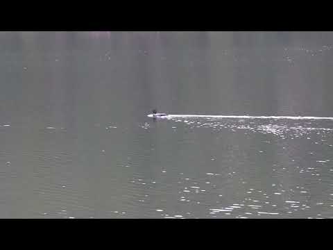 Heart Lake Loons
