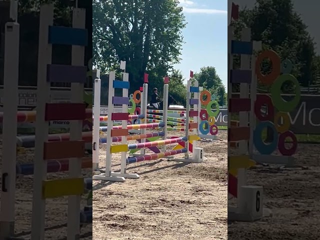 Etalon Autre Race de Poney A vendre 2008 Autre couleur