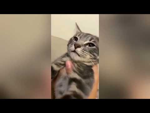Cute kittens play with each other - Cute Cats | Funniest Cats