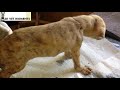 A DYING PUPPY  WITH MANGOWORM ABSCESS ESCAPES EUTHANASIA