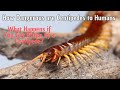 How Dangerous Are Centipedes To Humans