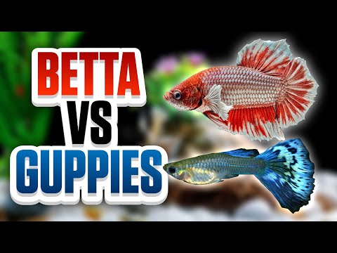 Betta Fish Vs Guppies - Whats The Best Option For Your Aquarium?