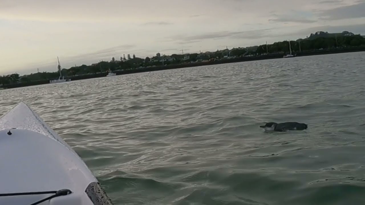 Encounter with a little blue penguin while kayaking!