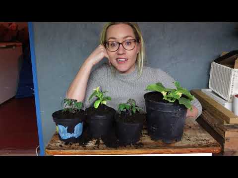 ODLA TOMAT OCH GURKA I DITT FÖNSTER - DEL 4