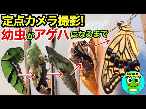 蝶はどのように生まれるのか