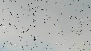 カラスの大群現る！