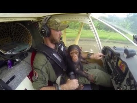 Der Pilot rettet einen Schimpansen vor Wilderern - Im Flugzeug passiert das Unfassbare!