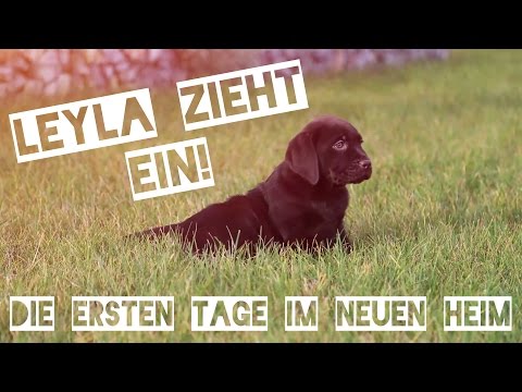 Das Gel vom Ekzem Das Ekzem in der Leiste bei den Frauen als zu behandeln