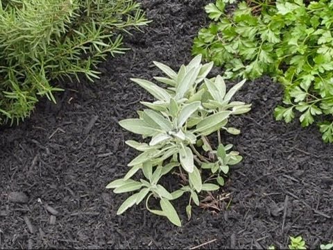 download lagu mp3 mp4 Plants Called Betty, download lagu Plants Called Betty gratis, unduh video klip Plants Called Betty