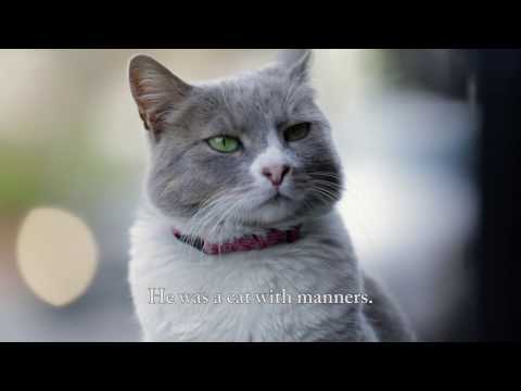 afbeelding Meet Duman, the Purrfect Gentleman