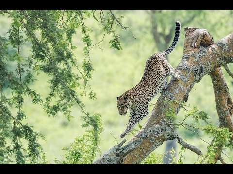 A Leopard's Story - Nature/Wildlife Documentary