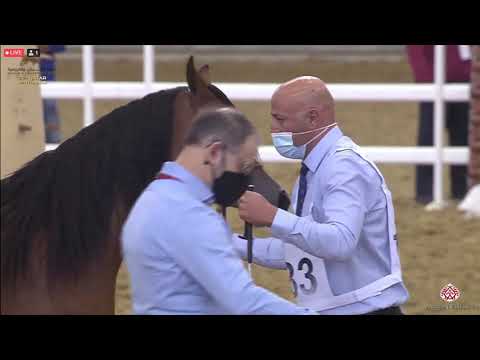 N 183 RABIA AL RASHEED   23rd Qatar National Arabian Horse Show   Yearling Fillies Class 3C