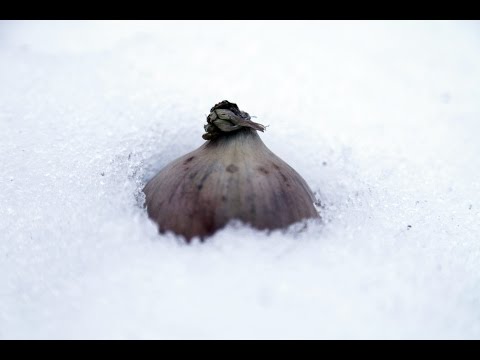Die Zwiebel - Viriditas Heilpflanzenvideo