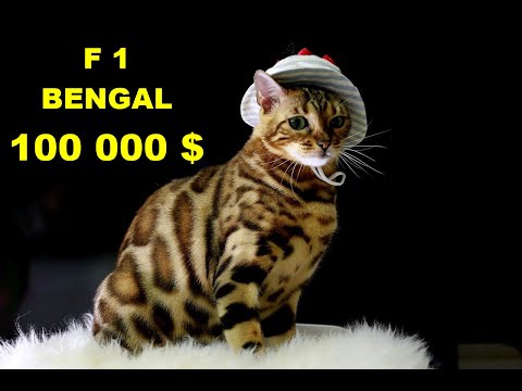 Bengal cat video everything you need to know before purchasing this breed